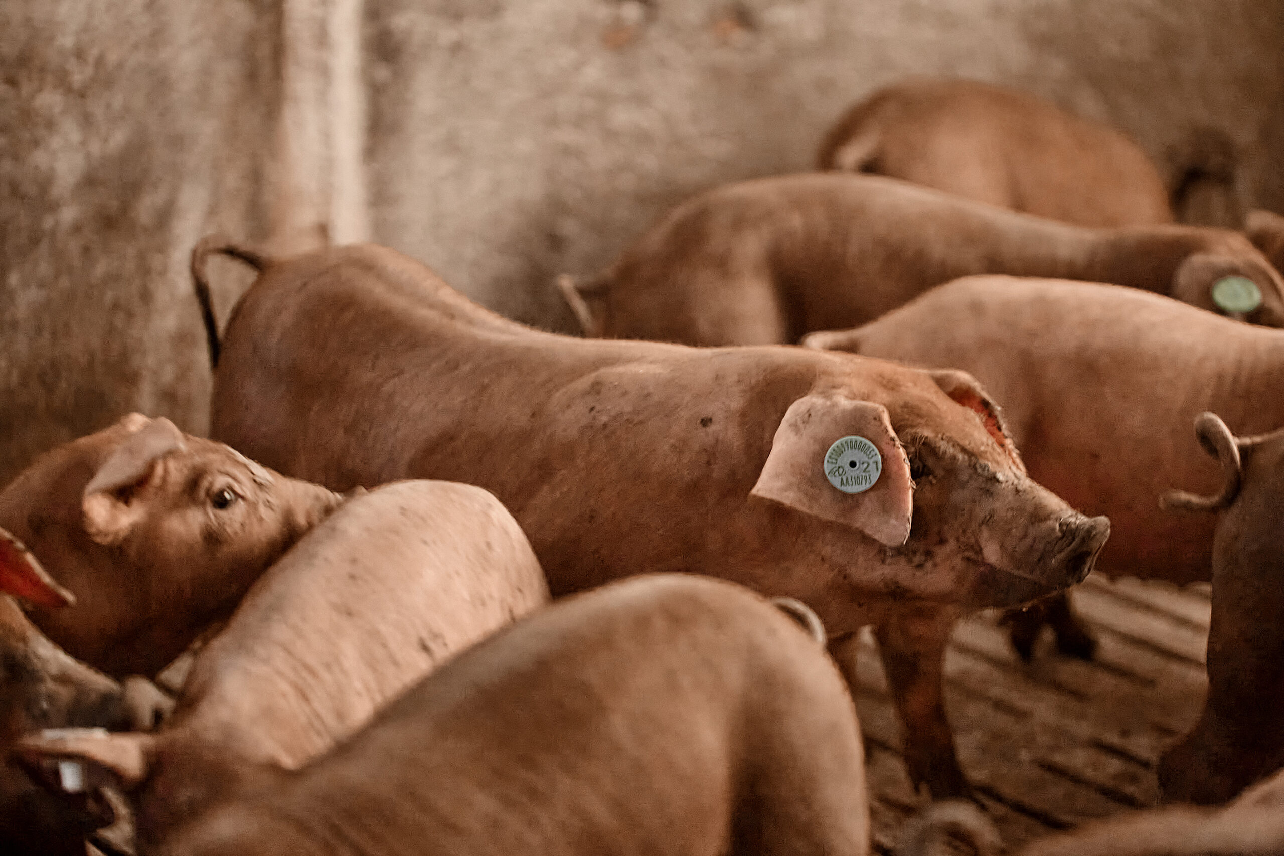 Qué es un lechón: nacimiento y crianza