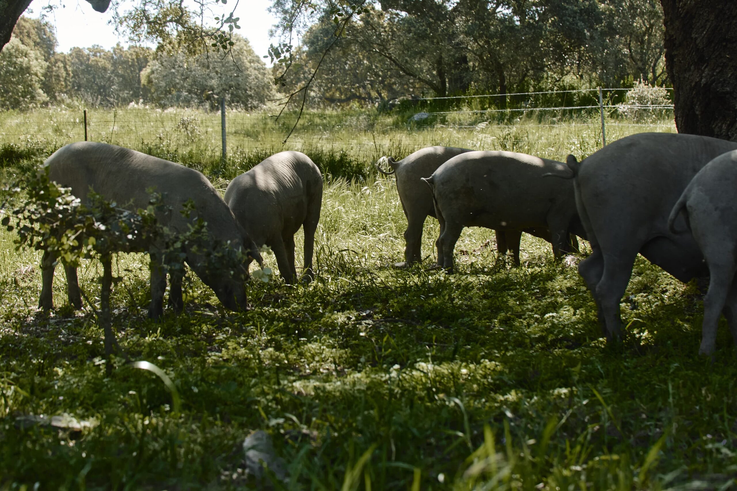 La dehesa y el cerdo ibérico: un pilar fundamental