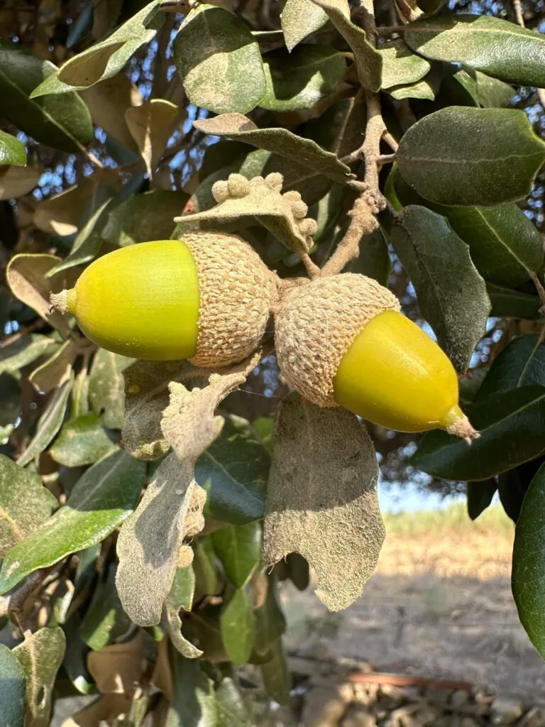 bellotas