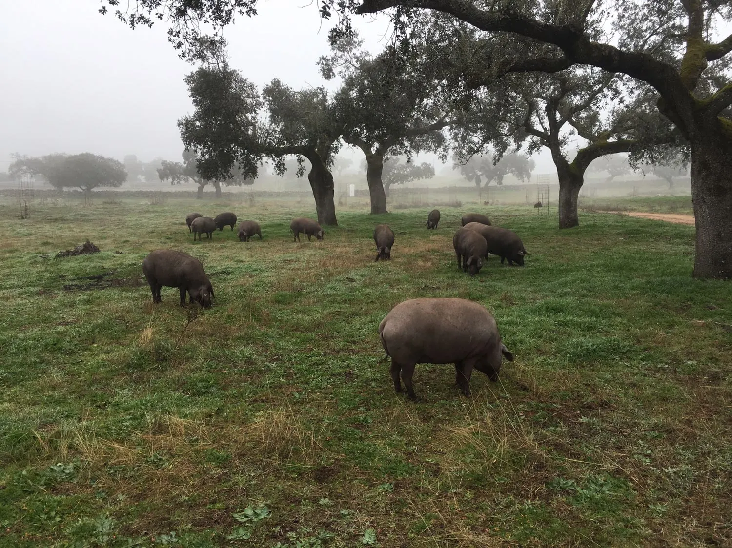 partes de un cerdo